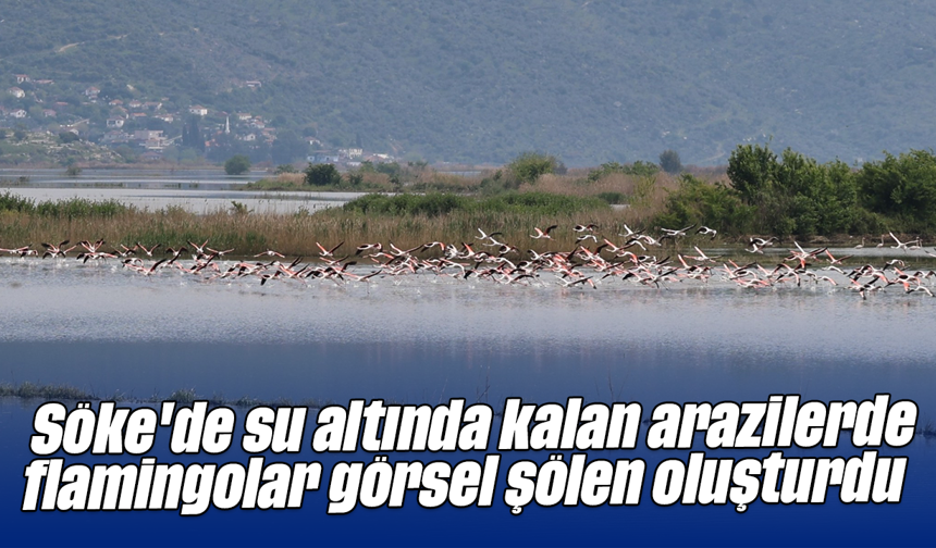 Söke'de su altında kalan arazilerde flamingolar görsel şölen oluşturdu