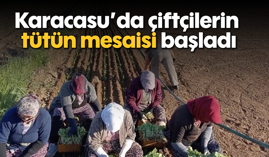 Karacasu’da çiftçilerin tütün mesaisi başladı