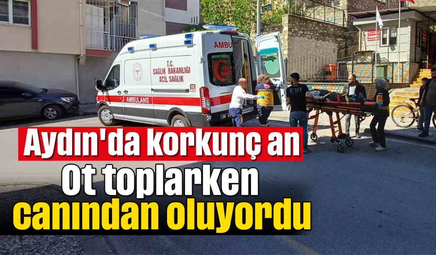 Aydın'da korkunç an: Ot toplarken canından oluyordu