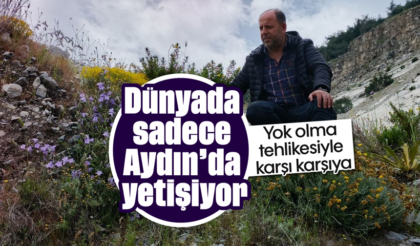 Dünyada sadece Aydın’da yetişiyor: Yok olma tehlikesiyle karşı karşıya