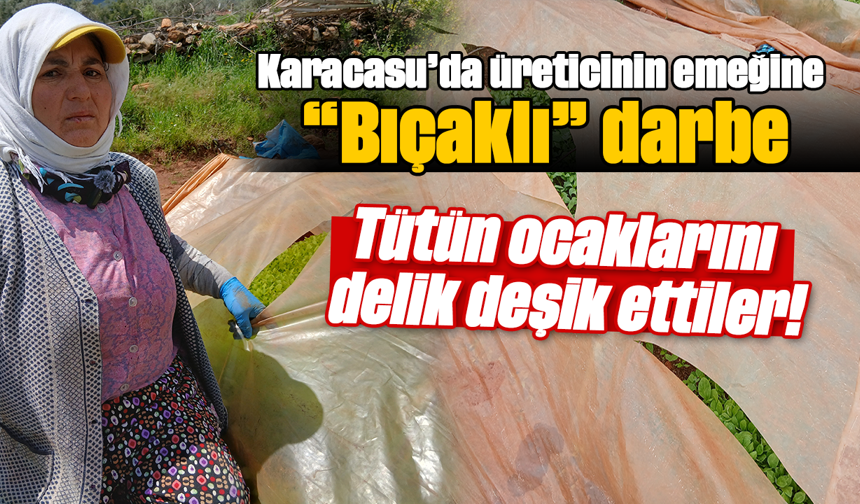 Karacasu’da üreticinin emeğine “Bıçaklı” darbe: Tütün ocaklarını delik deşik ettiler!