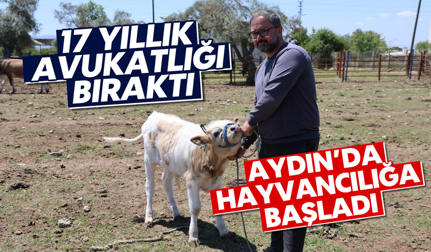 17 yıllık avukatlığı bıraktı, Aydın'da hayvancılığa başladı