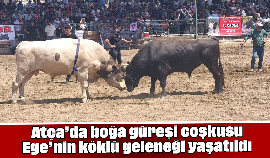 Atça’da boğa güreşi coşkusu: Ege’nin köklü geleneği yaşatıldı
