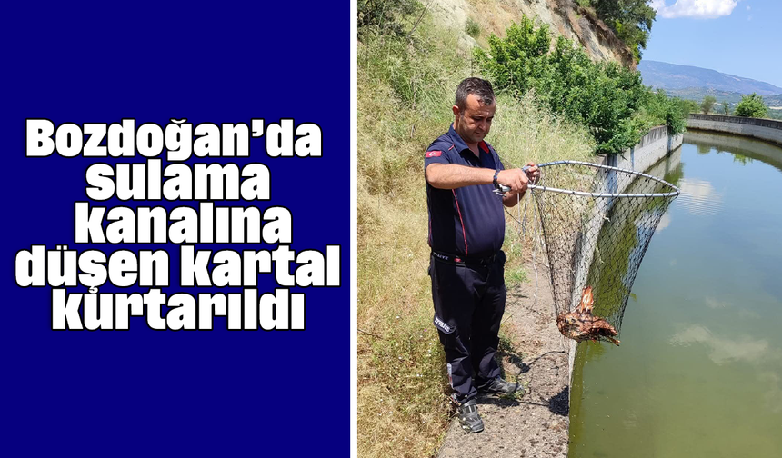 Bozdoğan’da sulama kanalına düşen kartal kurtarıldı