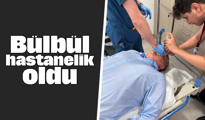 Bülbül hastanelik oldu