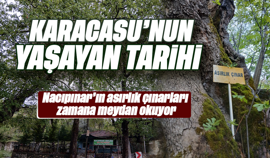 Karacasu’nun yaşayan tarihi: Nacıpınar’ın asırlık çınarları zamana meydan okuyor