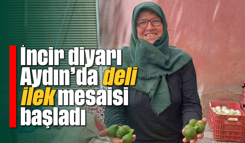 İncir diyarı Aydın’da deli ilek mesaisi başladı