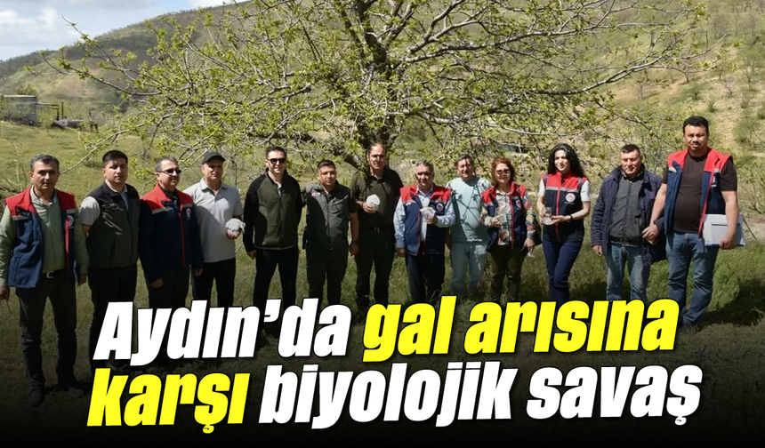 Aydın'da gal arısına karşı biyolojik savaş