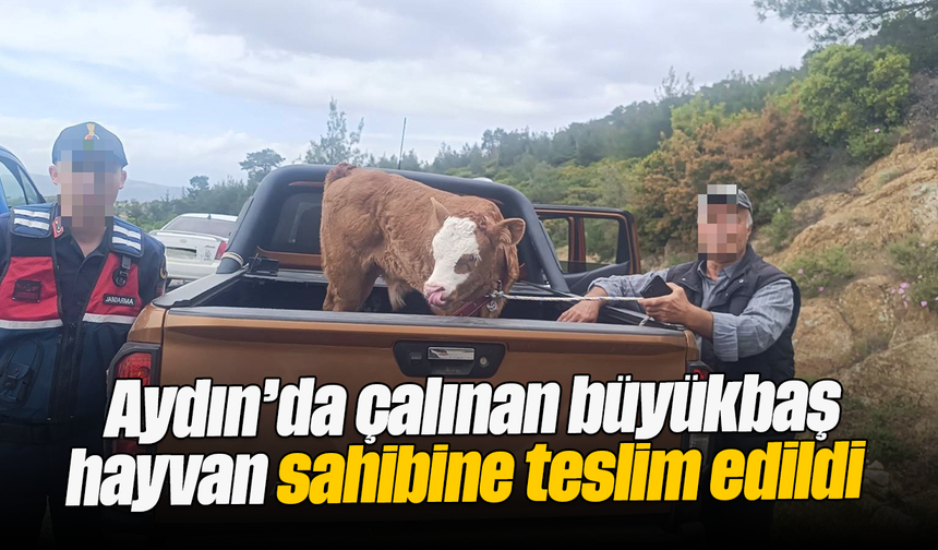 Aydın’da çalınan büyükbaş hayvan sahibine teslim edildi