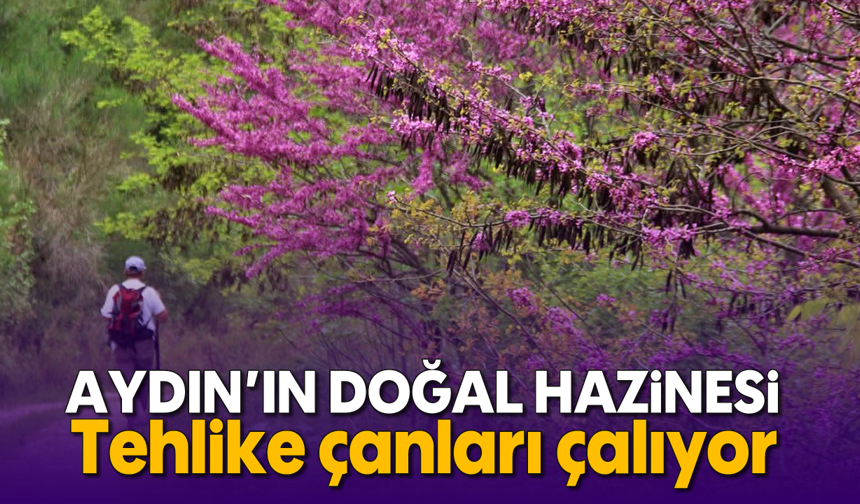 Aydın'ın doğal hazinesi: Tehlike çanları çalıyor