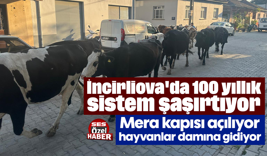 İncirliova'da 100 yıllık sistem şaşırtıyor: Mera kapısı açılıyor, hayvanlar damına gidiyor