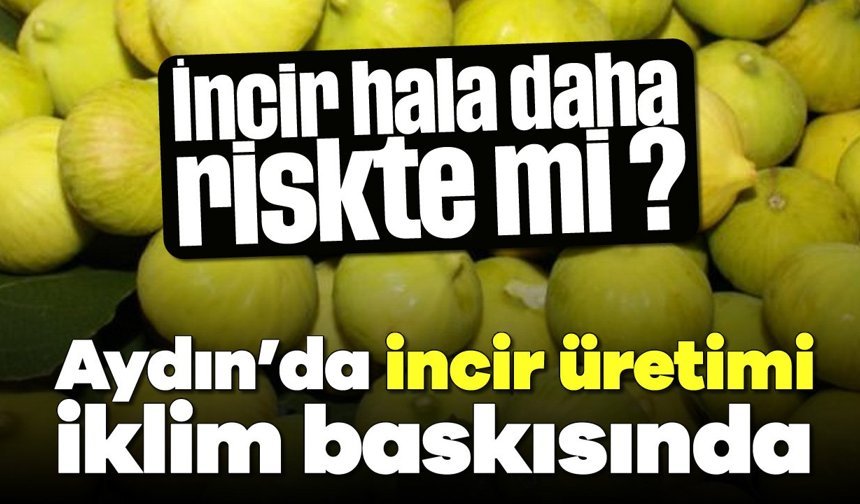İncir hala daha riskte mi ? Aydın’da incir üretimi iklim baskısında