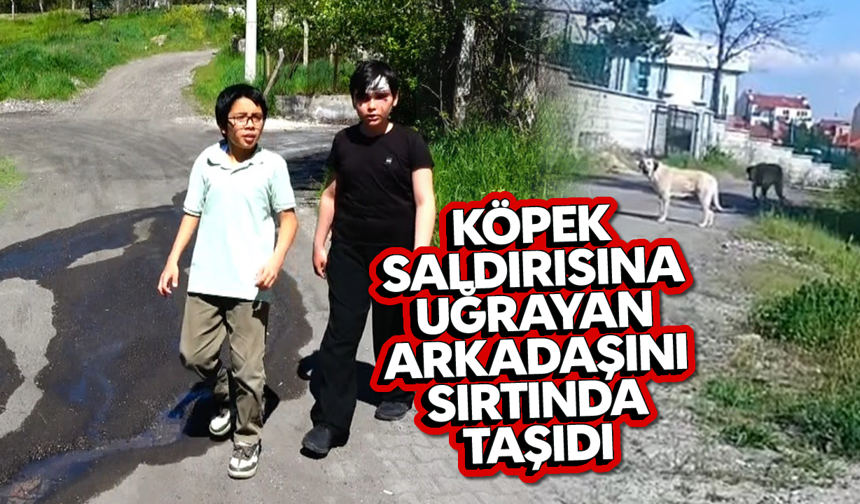 Köpek saldırısına uğrayan arkadaşını sırtında taşıdı