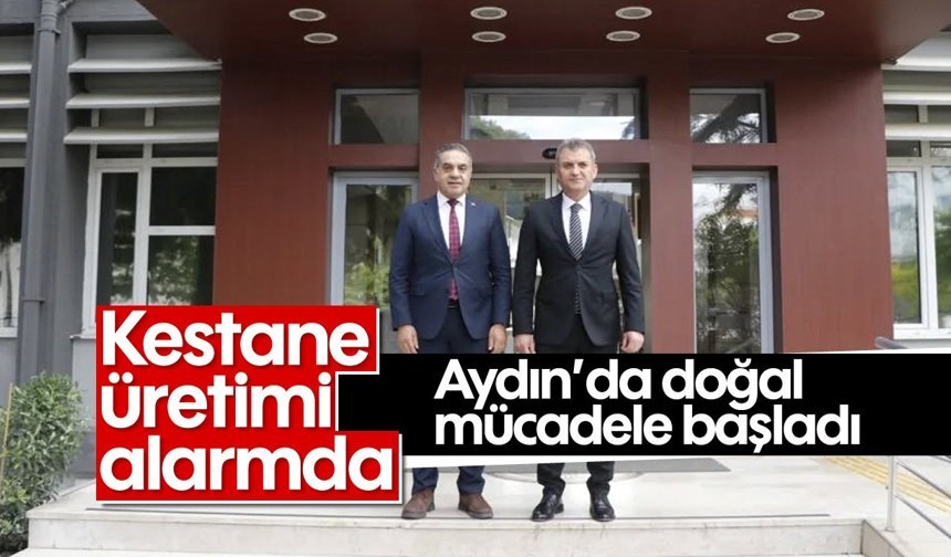 Kestane üretimi alarmda: Aydın’da doğal mücadele başladı