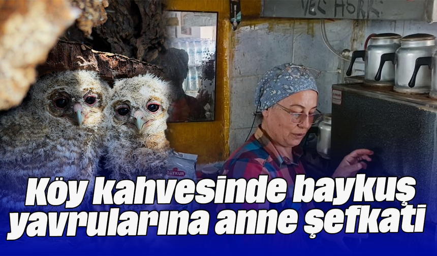 Köy kahvesinde baykuş yavrularına anne şefkati