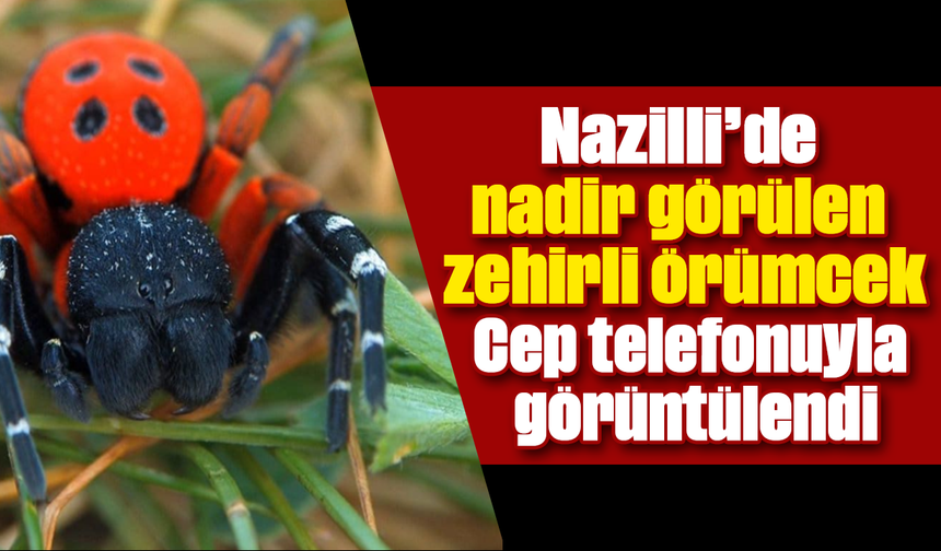 Nazilli’de nadir görülen zehirli örümcek paniği Cep telefonuyla görüntülendi