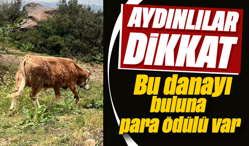Aydınlılar dikkat: Bu danayı buluna para ödülü var