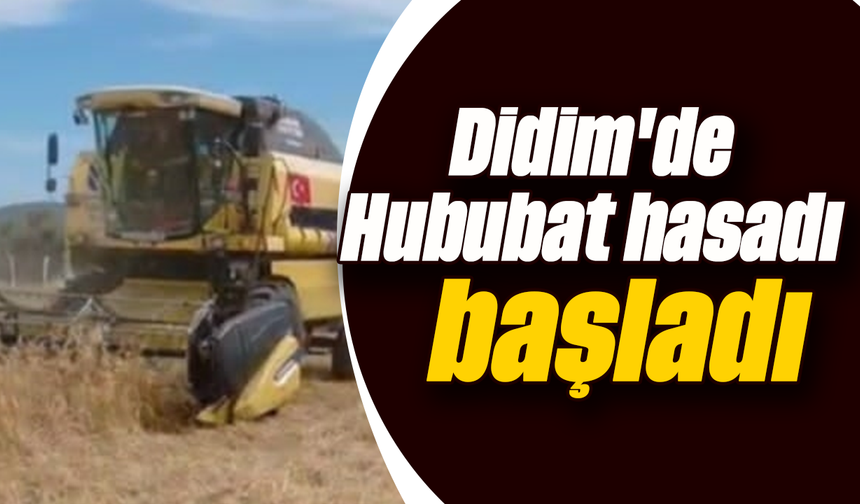 Didim'de Hububat hasadı başladı