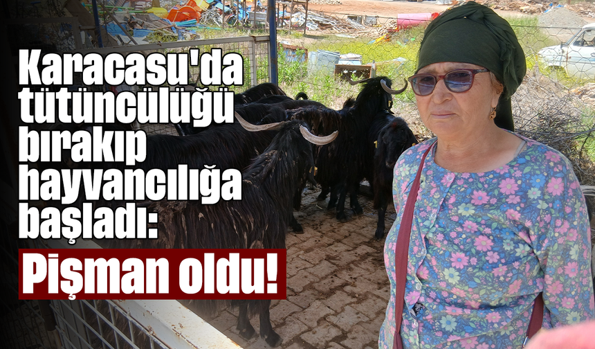 Karacasu'da tütüncülüğü bırakıp hayvancılığa başladı: Pişman oldu!