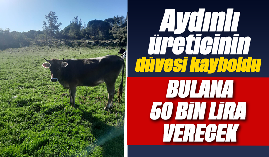 Aydınlı üreticinin düvesi kayboldu: Bulana 50 bin lira verecek