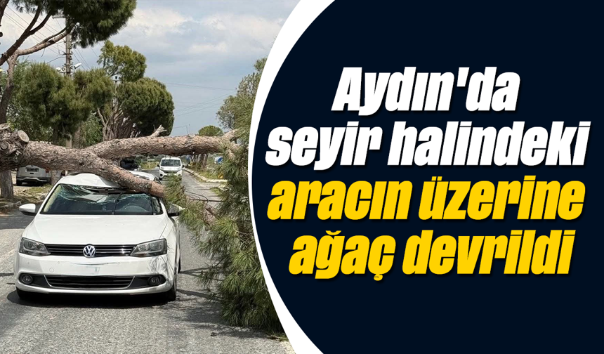 Aydın'da seyir halindeki aracın üzerine ağaç devrildi