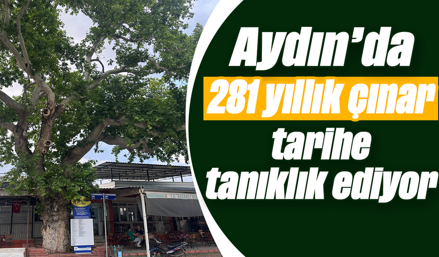 Aydın’da 281 yıllık çınar, tarihe tanıklık ediyor