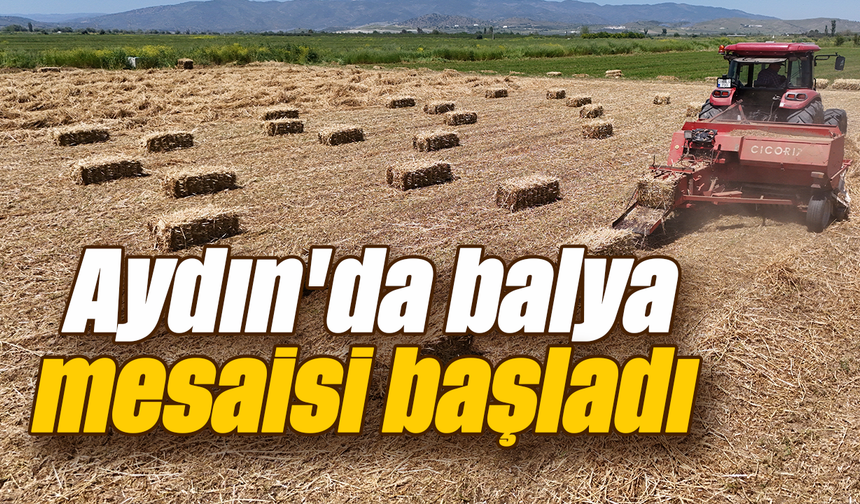 Aydın'da balya mesaisi başladı