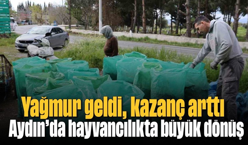 Yağmur geldi, kazanç arttı: Aydın’da hayvancılıkta büyük dönüş