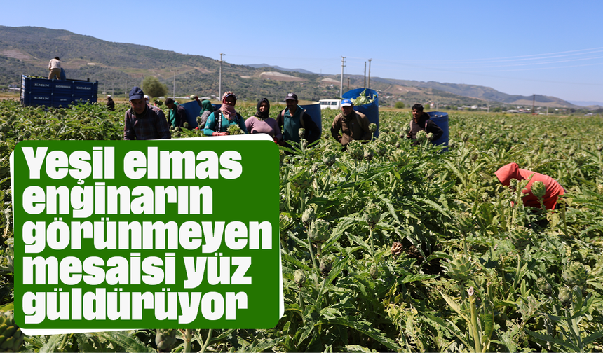 Yeşil elmas enginarın görünmeyen mesaisi yüz güldürüyor