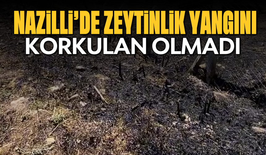 Nazilli’de zeytinlik yangını: Korkulan olmadı