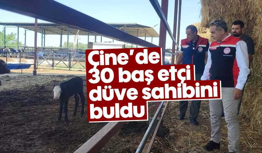 Çine’de 30 baş etçi düve sahibini buldu