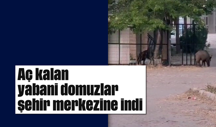 Aç kalan yabani domuzlar şehir merkezine indi