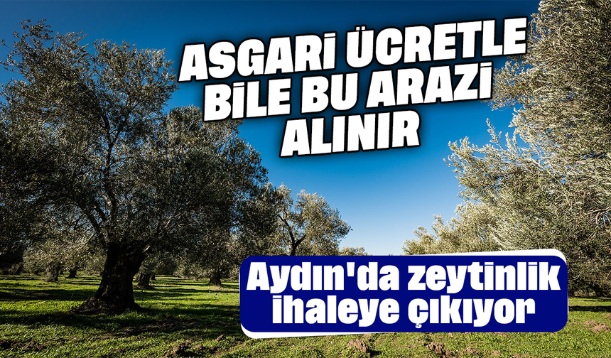 Asgari ücretle bile bu arazi alınır: Aydın'da zeytinlik ihaleye çıkıyor
