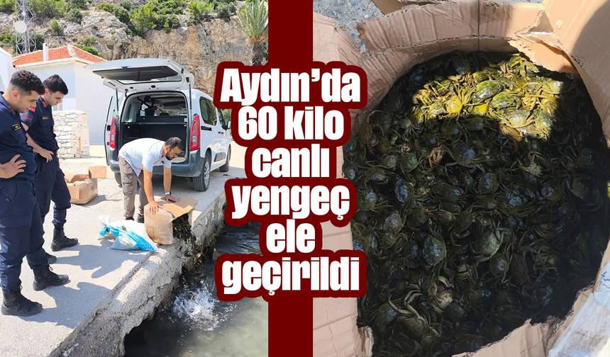 Aydın’da 60 kilo canlı yengeç ele geçirildi