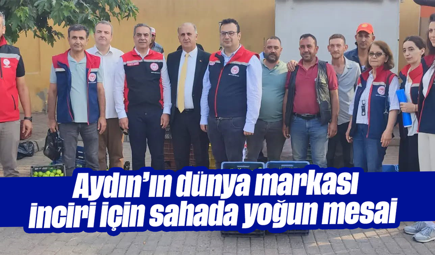 Aydın’ın dünya markası inciri için sahada yoğun mesai