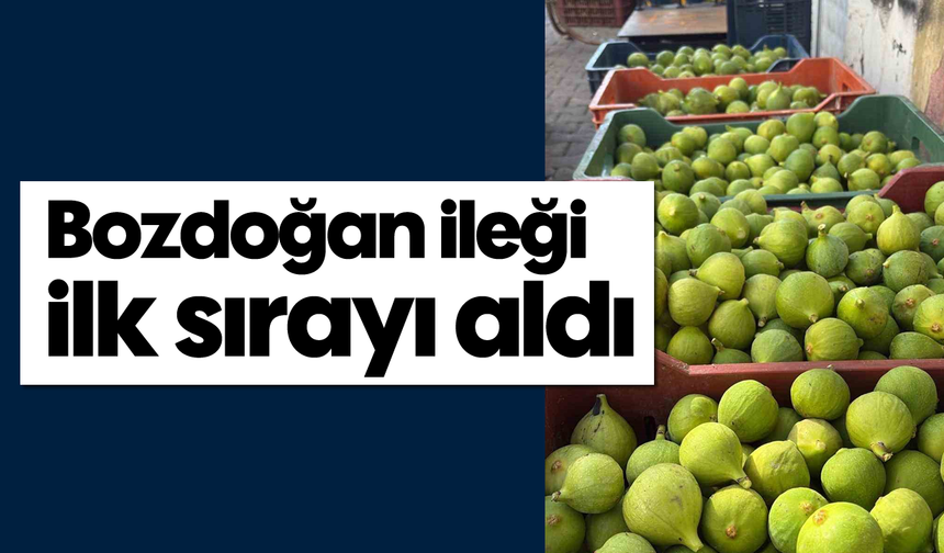 Bozdoğan ileği ilk sırayı aldı