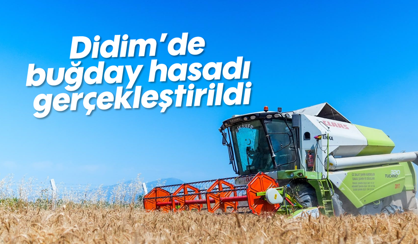 Didim'de buğday hasadı gerçekleştirildi