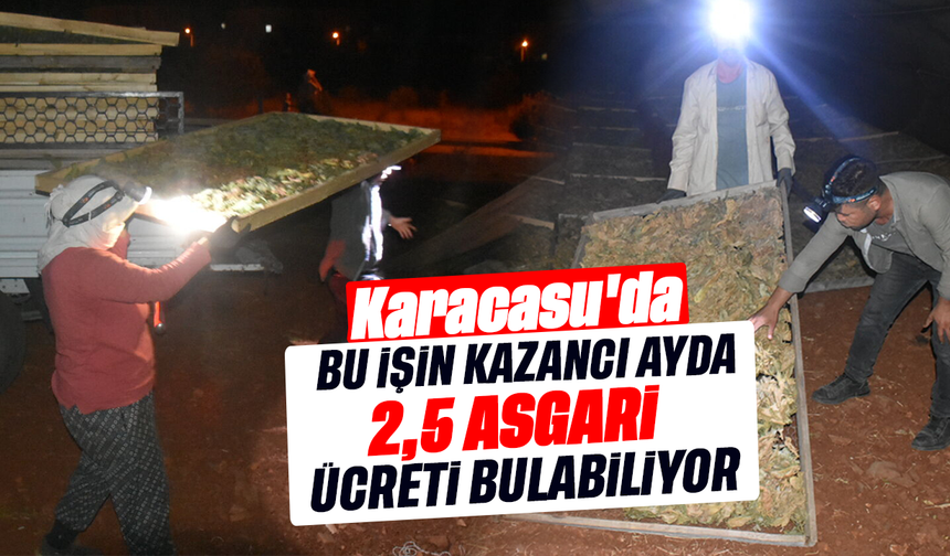 Karacasu'da bu işin kazancı ayda 2,5 asgari ücreti bulabiliyor