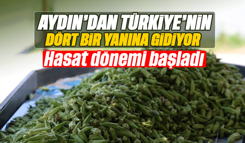 Aydın'dan Türkiye'nin dört bir yanına gidiyor: Hasat dönemi başladı