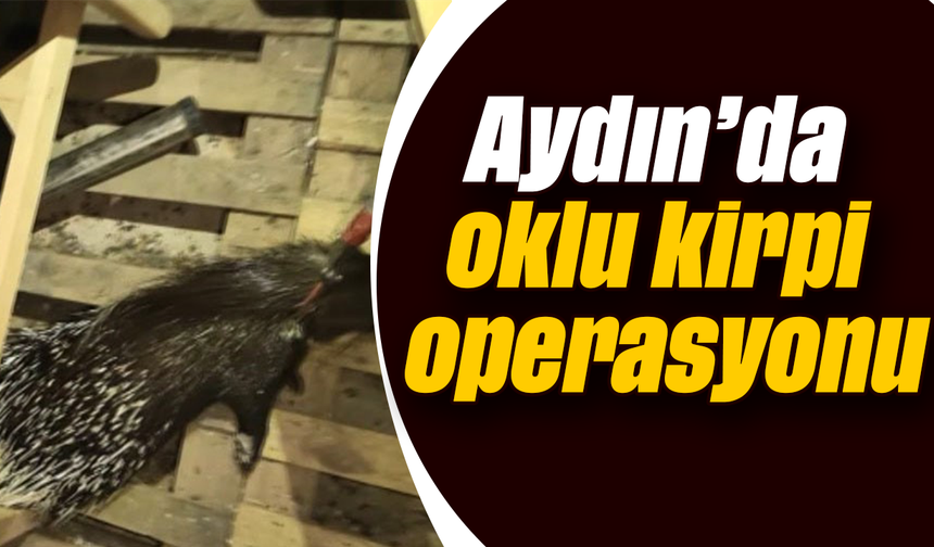 Aydın’da oklu kirpi operasyonu