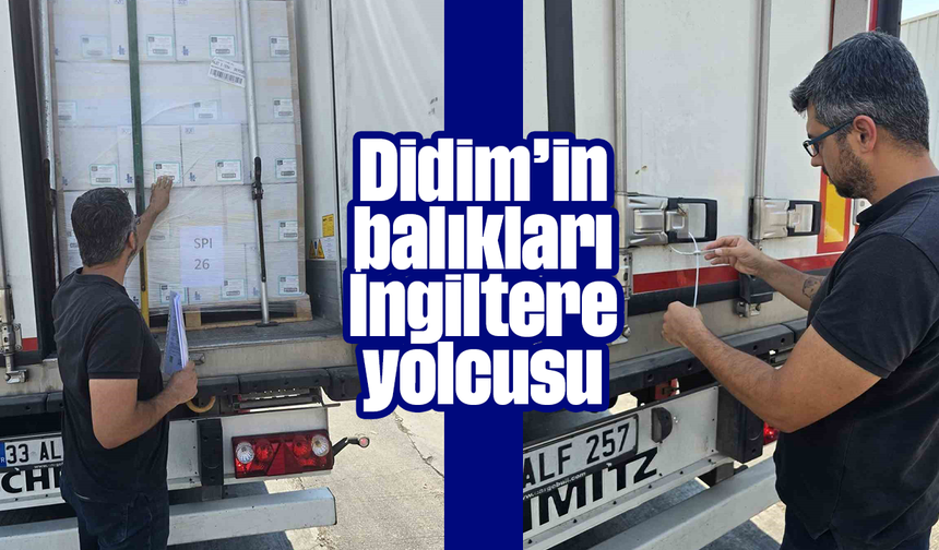 Didim’in balıkları, İngiltere yolcusu