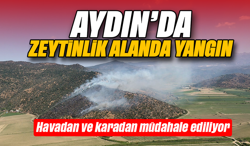 Aydın’da zeytinlik alanda yangın: Havadan ve karadan müdahale ediliyor