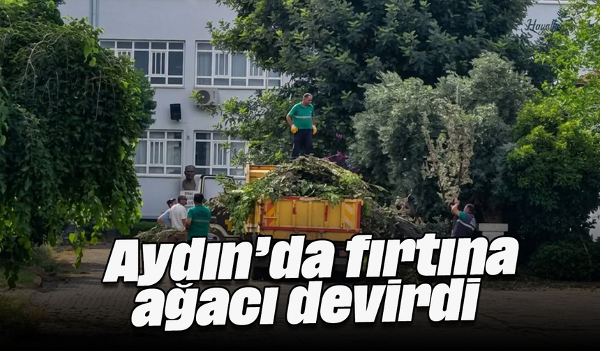 Aydın’da fırtına ağacı devirdi