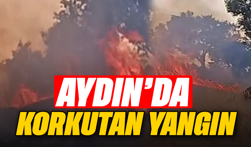 Aydın’da korkutan yangın