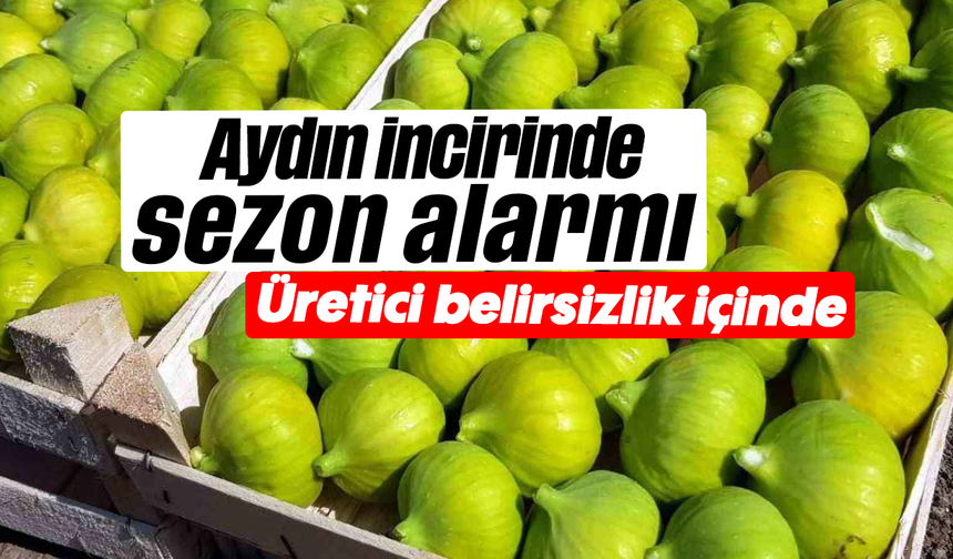 Aydın incirinde sezon alarmı: Üretici belirsizlik içinde