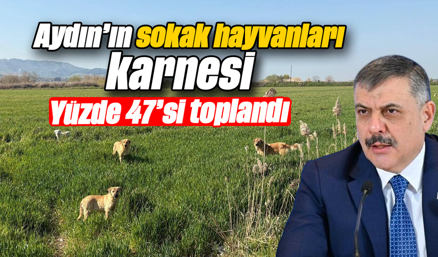 Aydın’ın sokak hayvanları karnesi- Yüzde 47’si toplandı