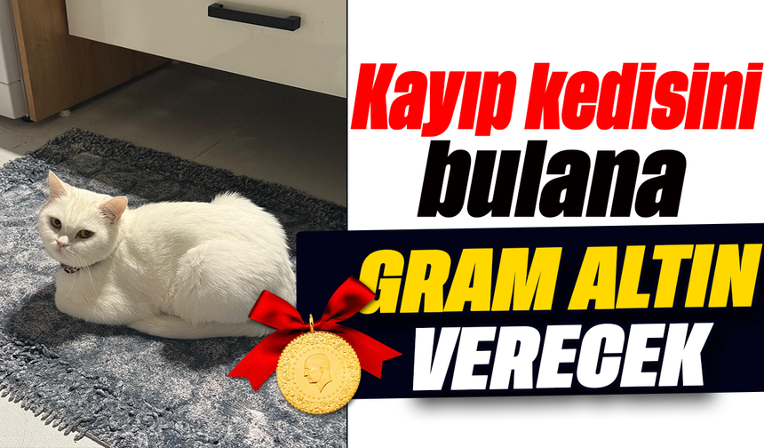 Kayıp kedisini bulana gram altın verecek