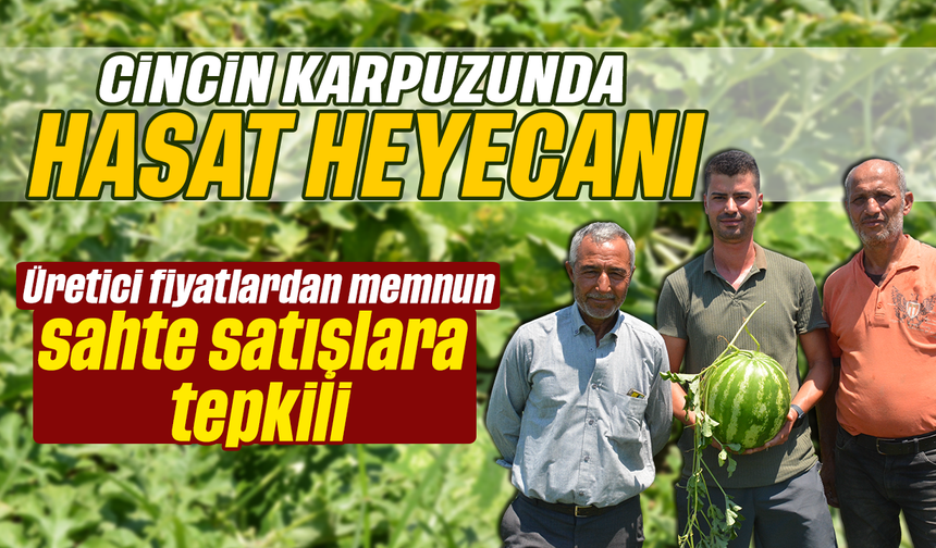 Cincin karpuzunda hasat heyecanı: Üretici fiyatlardan memnun, sahte satışlara tepkili