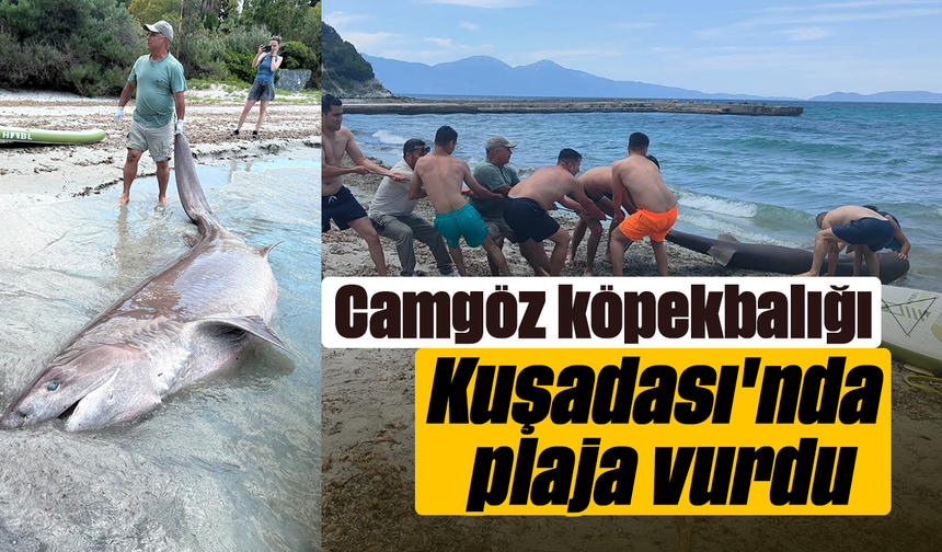 Camgöz köpekbalığı Kuşadası'nda plaja vurdu