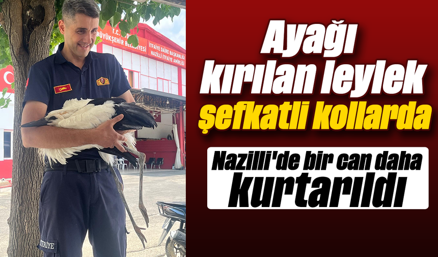 Ayağı kırılan leylek şefkatli kollarda: Nazilli'de bir can daha kurtarıldı